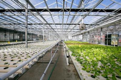 Luckily, greenhouses make a plant-based lifestyle possible all year round.