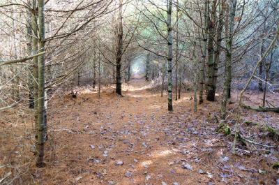 island forest path