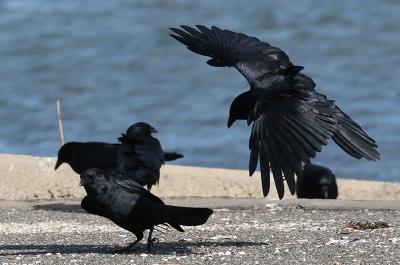 Three fish crows.