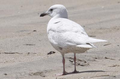 Iceland gull