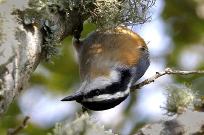 Red-breasted nuthatch.