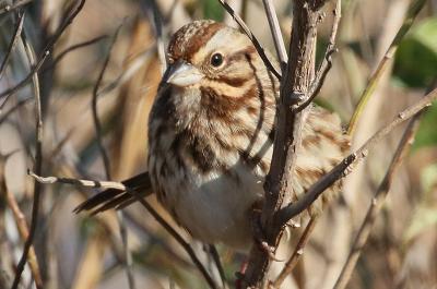 Song sparrow