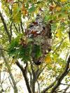wasp nest