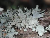 lichen