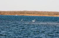 Edgartown Great Pond