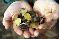 scallops