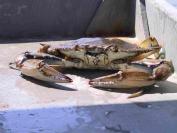 Blue Crab