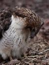 hawk