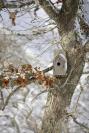 bird house