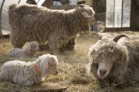 sheep