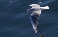 gull