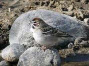 sparrow
