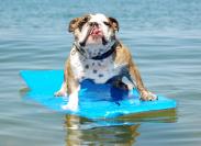 surfs up