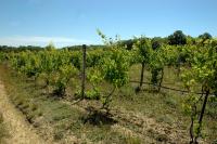 vineyard