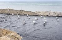 gulls