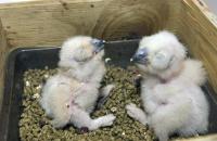 owlets