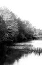 mill pond