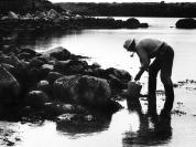 mussel gathering
