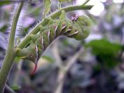 hornworm