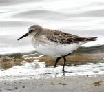sandpiper