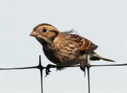 Longspur