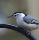 nuthatch