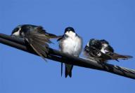 birds