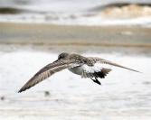 sandpiper