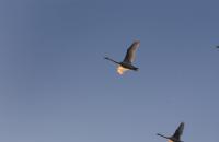 Geese