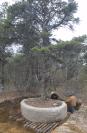 pine tree