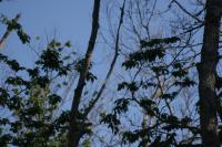 trees