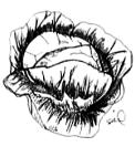 cabbage2