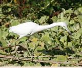 Heron
