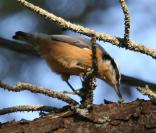 Nuthatch