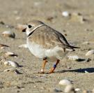 piping plover,