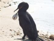 cormorant