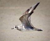 plover