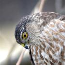 hawk