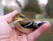 Goldfinch