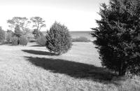 trees