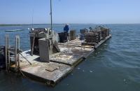 oyster farm