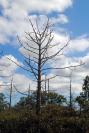trees