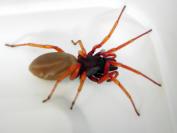 spider