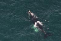 right whale