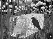 crow