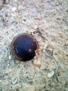 Horses Eye Hamburger Bean