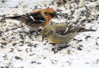 crossbills