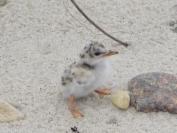 piping plover
