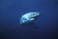 shark