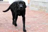 black dog
